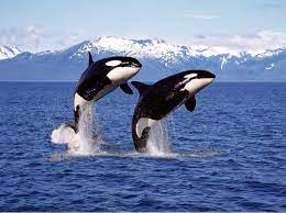 30 facts about orca killer whale