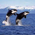 30 facts about orca killer whale